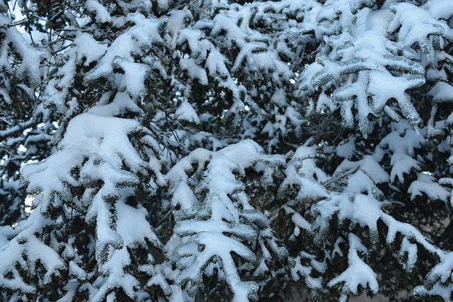 Free Snow Ice photo and picture
