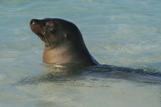 Free Ecuador Seal photo and picture
