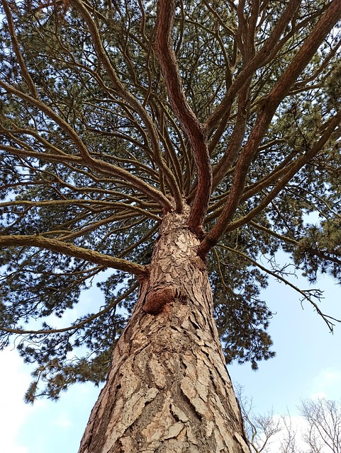 Kiefer, Baum, Natur, Wald, Evergreen