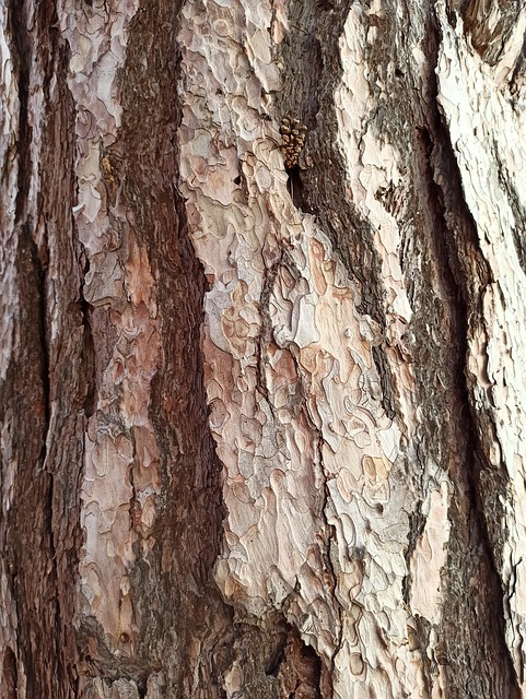 Kiefer, Baum, Natur, Wald, Evergreen