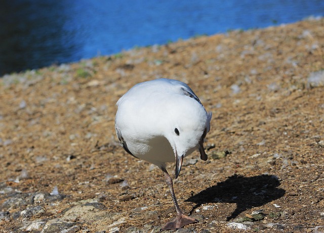 Free Water Seagull photo and picture
