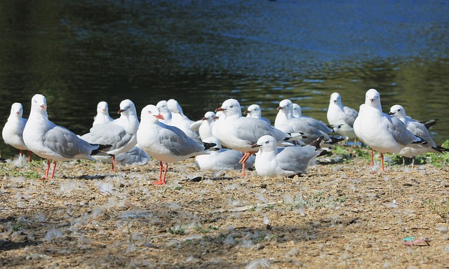 Free Water Seagull photo and picture