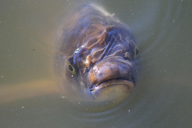Hässlich, Monster, Teich, Karpfen
