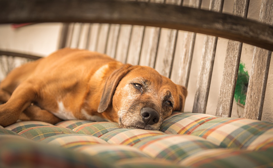 Sinais de artrite em cachorro idoso: quando procurar o vet