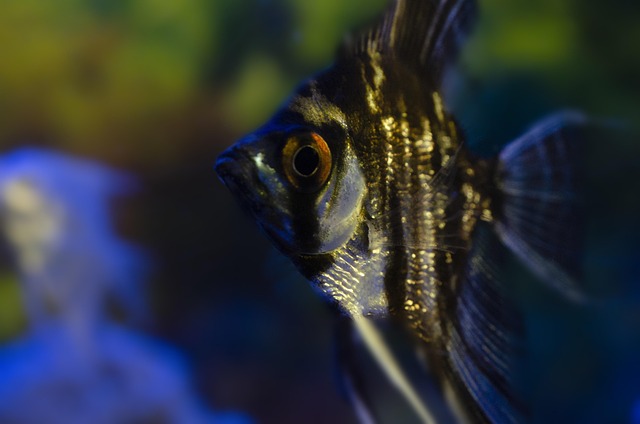 Angle Fish Water - Free photo on Pixabay - Pixabay