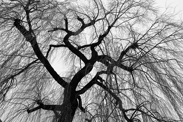Free Tree Nature photo and picture