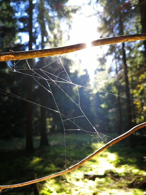 Free Forest Spider photo and picture