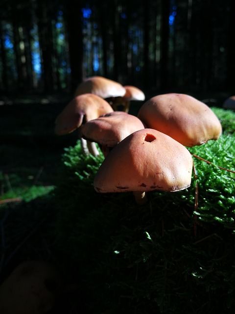 Free Forest Nature photo and picture