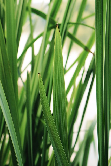 Blatt, Wasser, Natur, Grün, Frühling