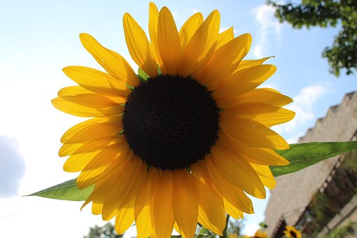 Sonnenblume, Himmel, Sonne, Sommer, Gelb