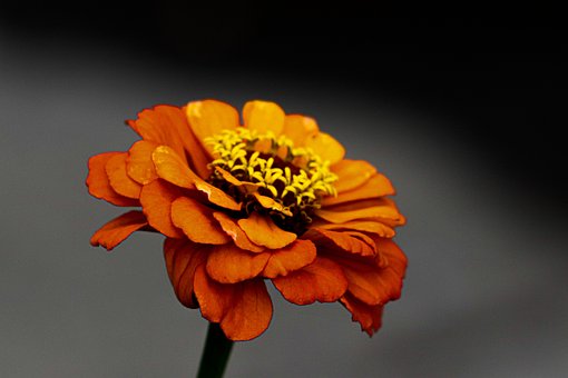 Flor, Papel Pintado De Flores