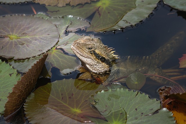 Free Lilies Lizard photo and picture