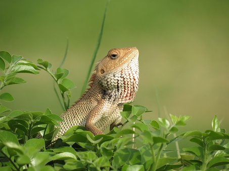 Lagarto, Colorido, Cabeça, Visão
