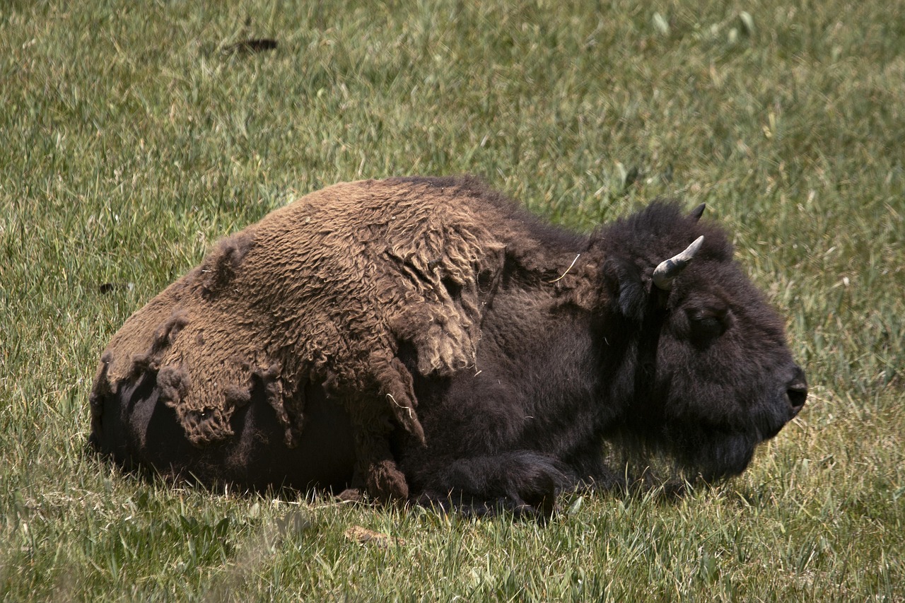 Landscape Wild Bison - Free photo on Pixabay - Pixabay