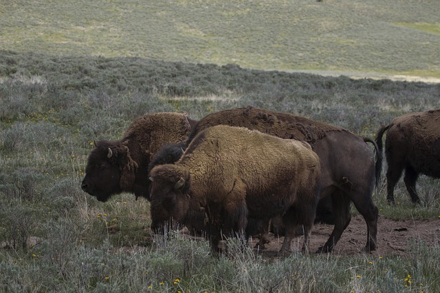 Free Wild Bison photo and picture