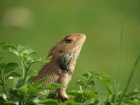 Lagarto, Colorido, Cabeça, Visão
