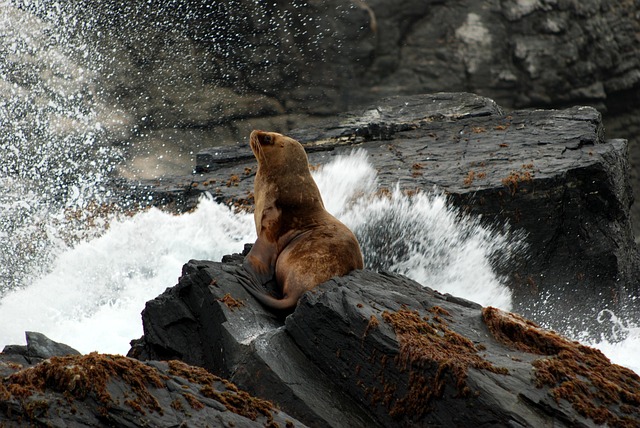 Free Sea Lion Peru photo and picture