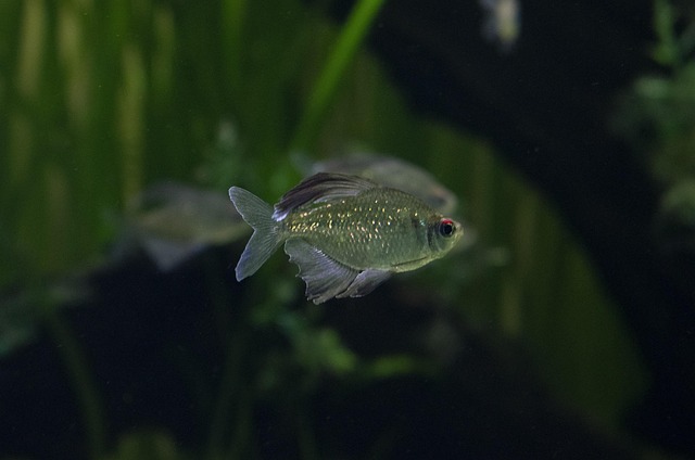 Free Pez Fish photo and picture