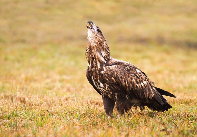 Eagle, Havørn, Raptor, Fugl, Natur