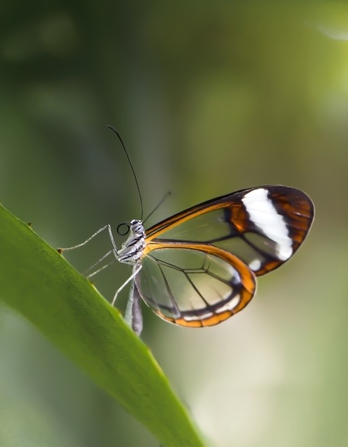 Download free HD stock image of Butterfly Butterfly Tropical Free Butterfly Butterfly Tropical photo and picture