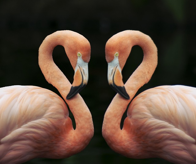Free Amor Flamenco photo and picture