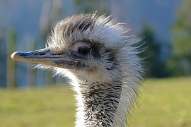 Bouquet, Bird, Animal, Head