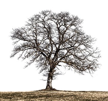 Free Tree Winter photo and picture