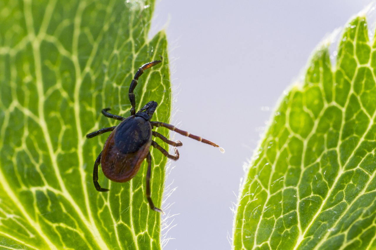 Xodes Ricinus Ixodes Ricinus Castor Bean Tick - Pixabay'de ücretsiz fotoğraf - Pixabay