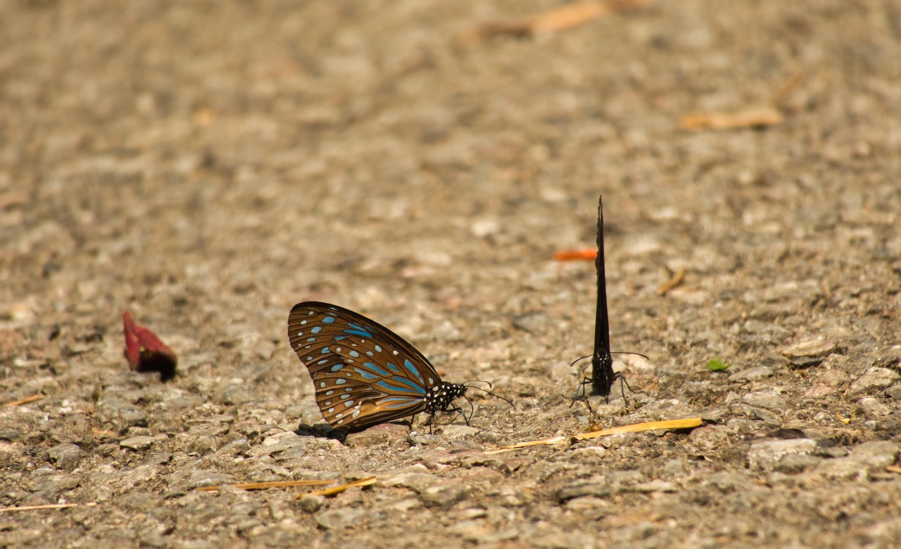 Vlinder Donker Blauwe Tijger - Gratis foto op Pixabay - Pixabay