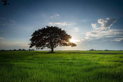Strom, Životní Prostředí, Pole, Příroda