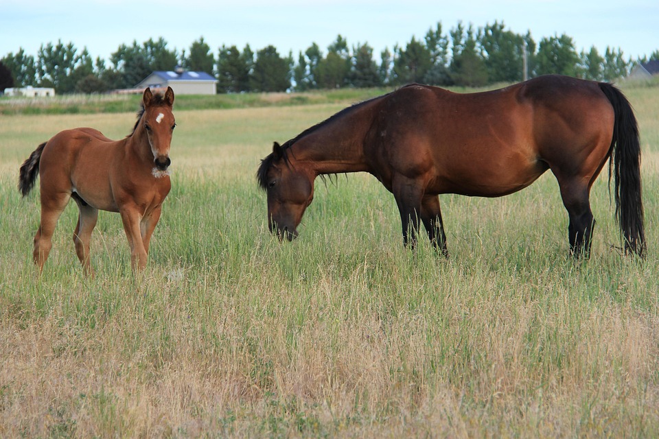Die Pferde Grasen Colt Weiden - Kostenloses Foto auf Pixabay