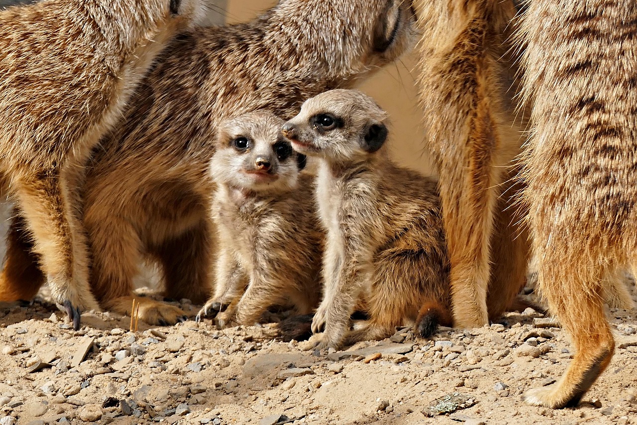 Meerkat Young Animals Zoo Free Photo On Pixabay Pixabay meerkat-young-animals-zoo-free-photo-on-pixabay-pixabay