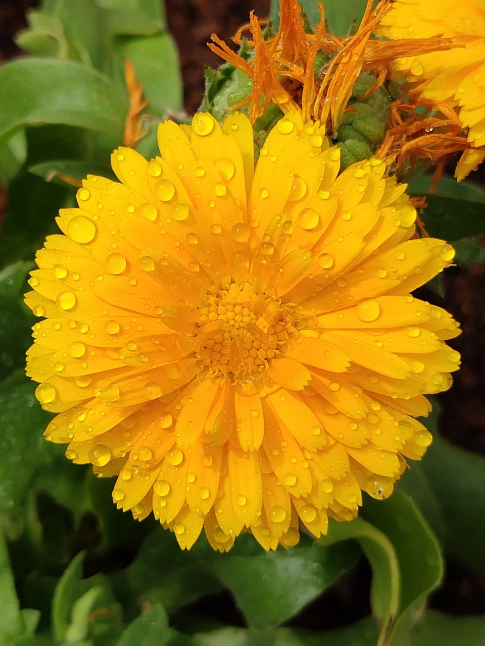 Yellow Flower Free photo on Pixabay Pixabay