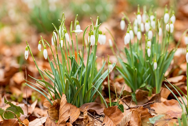 Free Beginning Of Spring Beautiful Flowers photo and picture