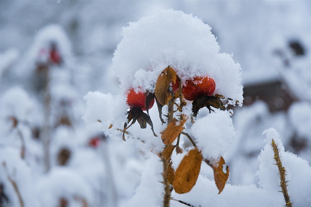 Schnee, Winter, Hagebutte, Eis