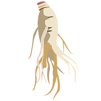 Free Ginseng Wild Ginseng illustration and picture