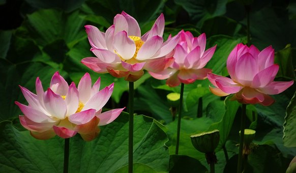 4000以上の無料蓮の花 花画像