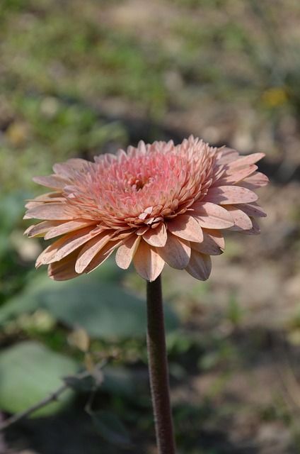 Free Flower Nature photo and picture