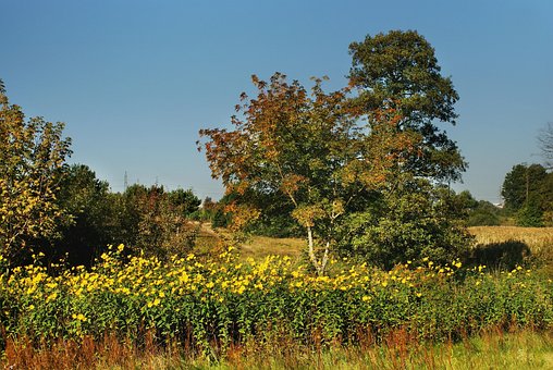 Free Spring Meadow photo and picture
