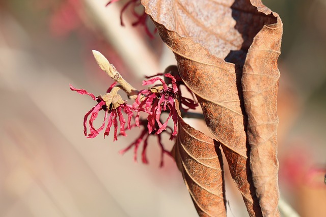 Free Hamamelis Witch Hazel photo and picture