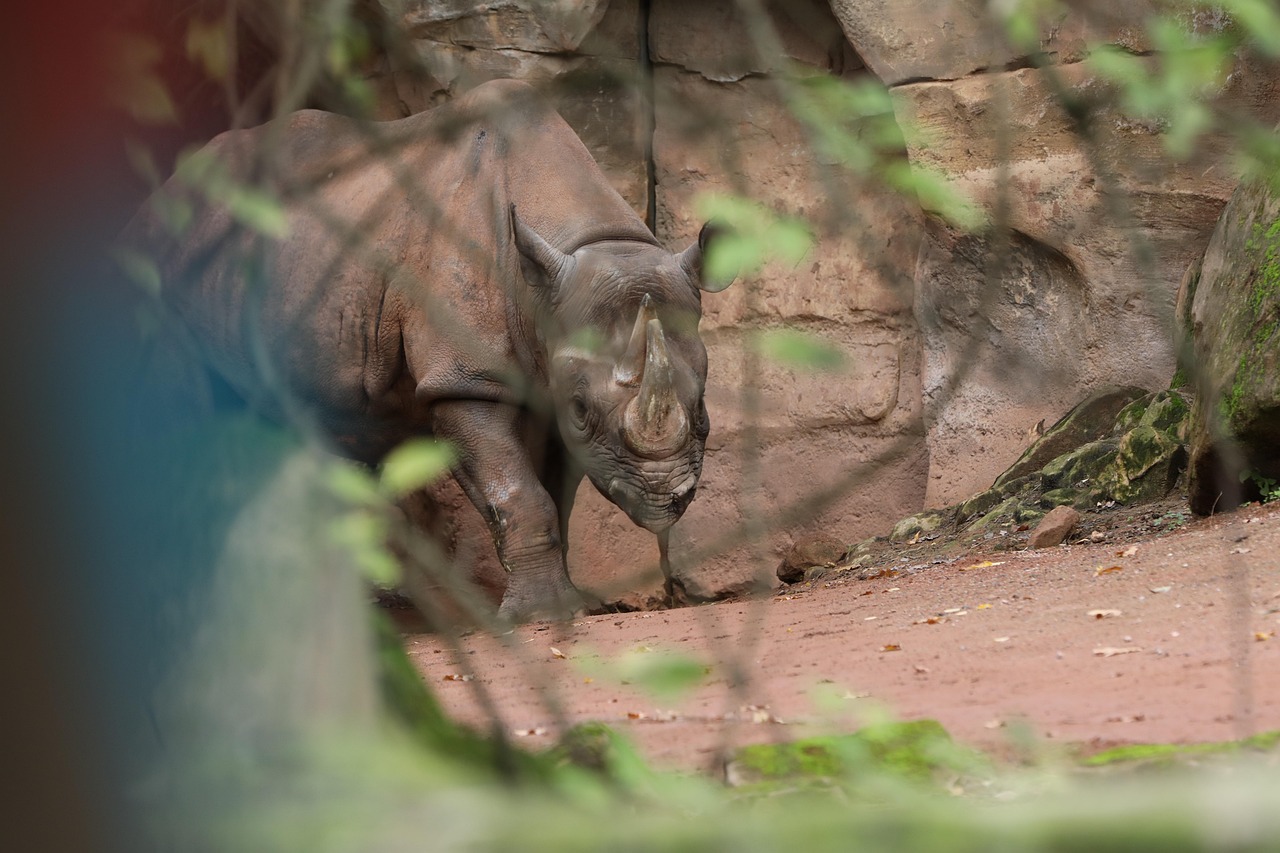 Rhino Zoo Black Two - Free photo on Pixabay