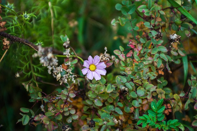 Free Beautiful Flower Summer photo and picture