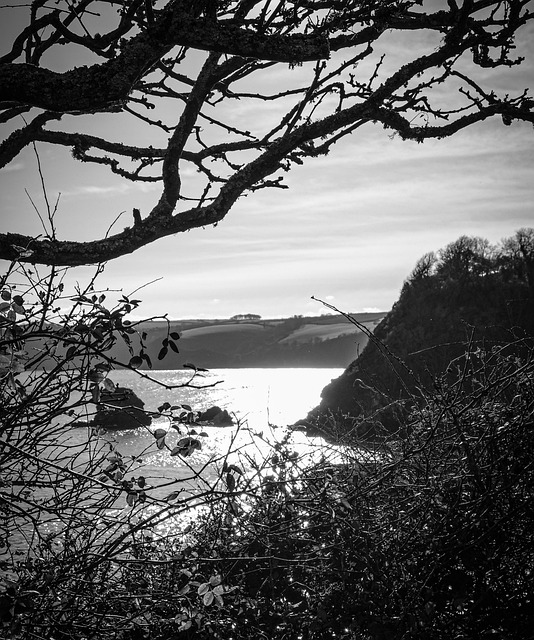 Træer, Lys, Hav, Cornwall, Skygge
