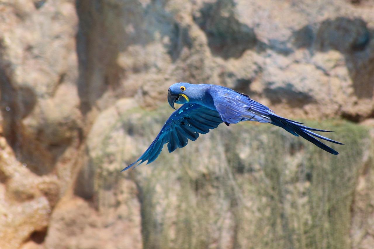 parrot-4837011_1280.jpg