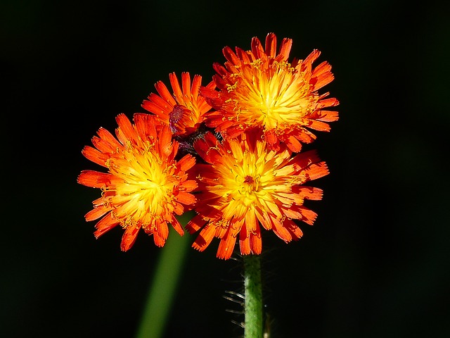 Free wild flower plant orange illustration