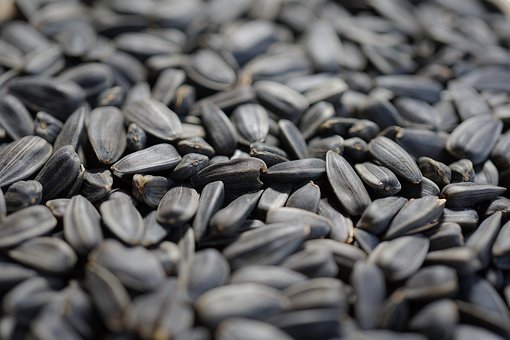 400 Free Bird Seed Bird Images Pixabay