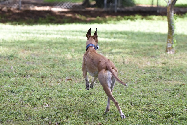 Free Greyhound Pet photo and picture