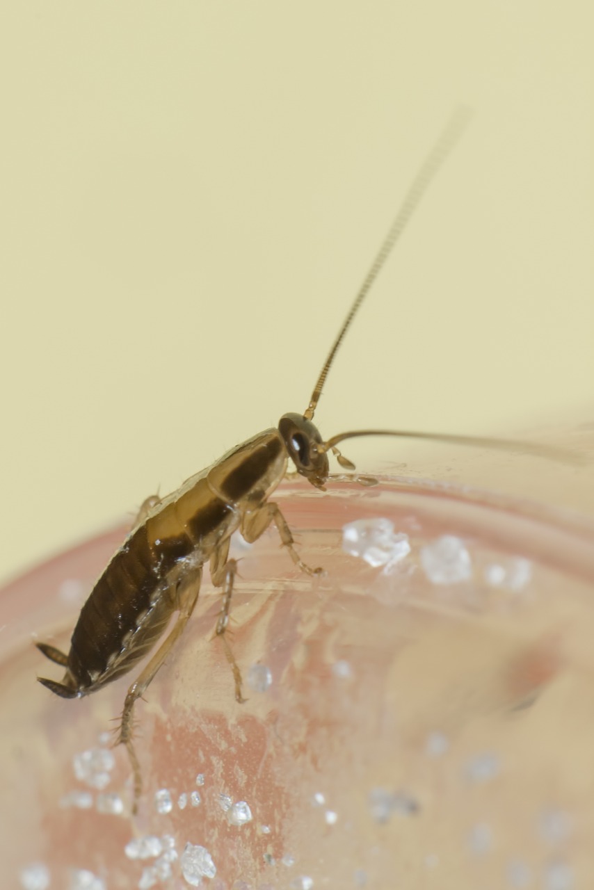 Blattella Germanica Scarafaggio Foto gratis su Pixabay Pixabay