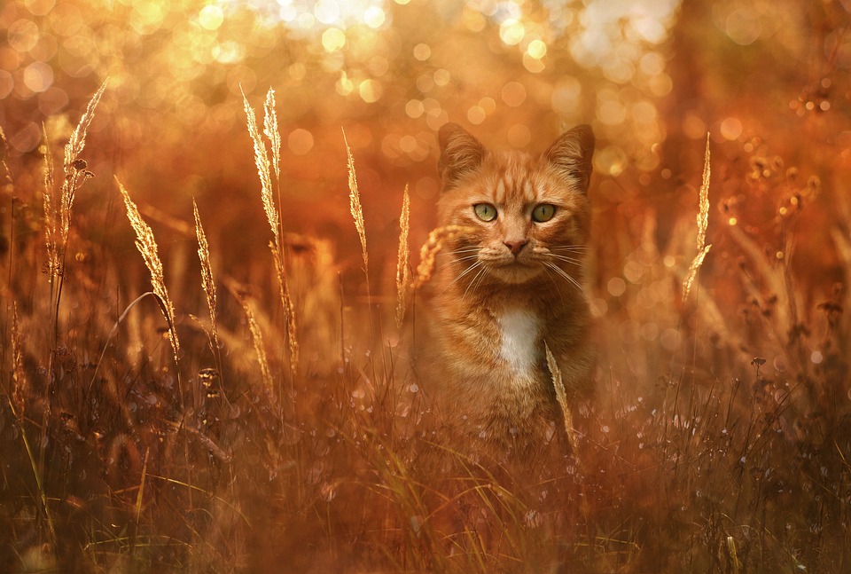 Animal, Cat, Pet, Domestic Cat, Animal World, Fur, Head