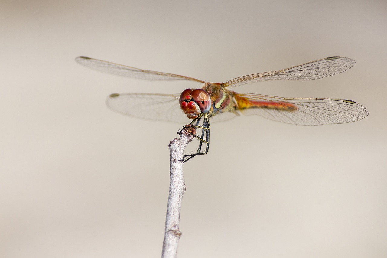 Red-Veined Dropwing Trithemis - Free photo on Pixabay - Pixabay